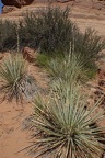 Arches030