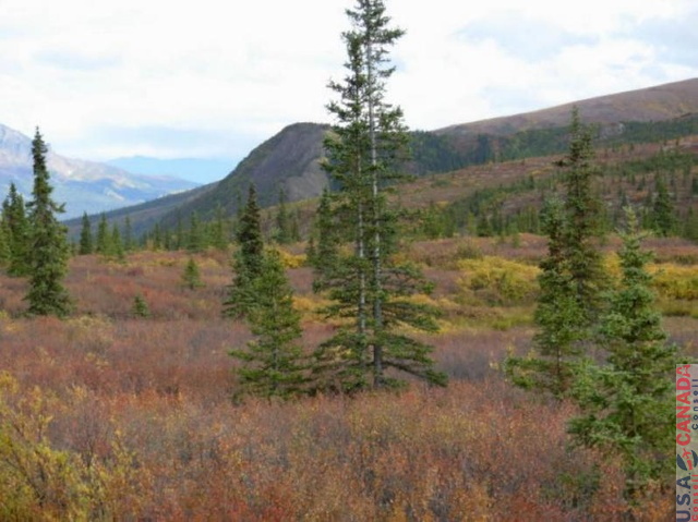 DenaliNP001.jpg