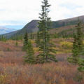 DenaliNP001