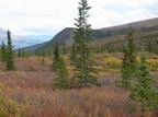 DenaliNP001