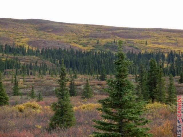 DenaliNP002.jpg
