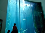LongBeachAquarium002